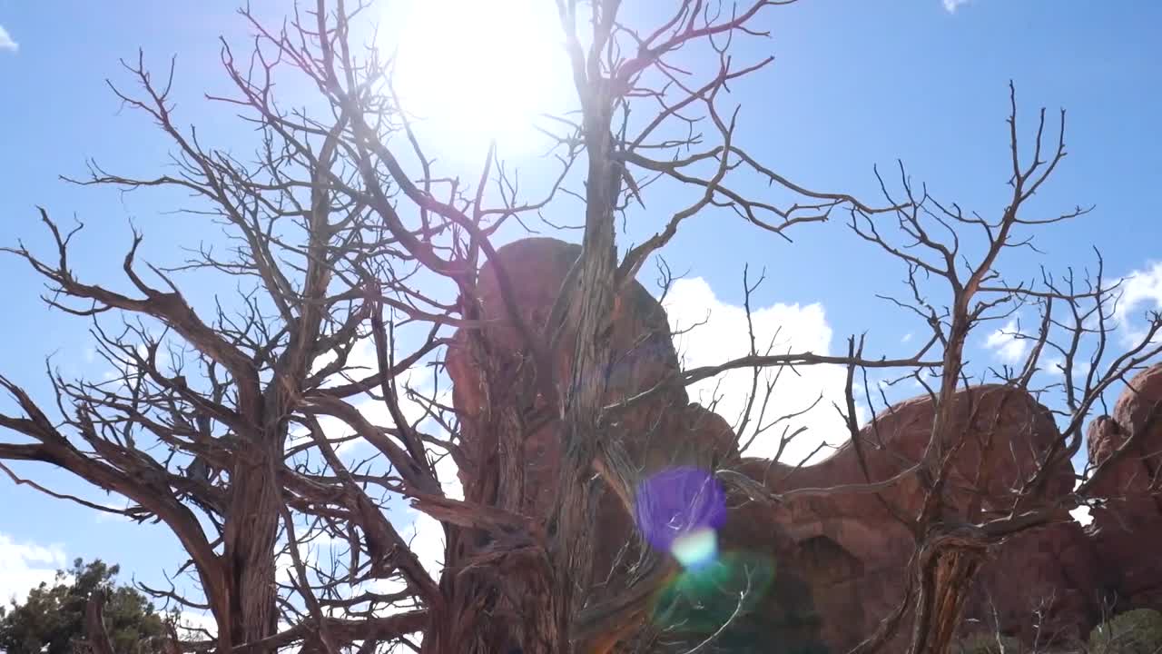 Un árbol muerto en el desierto