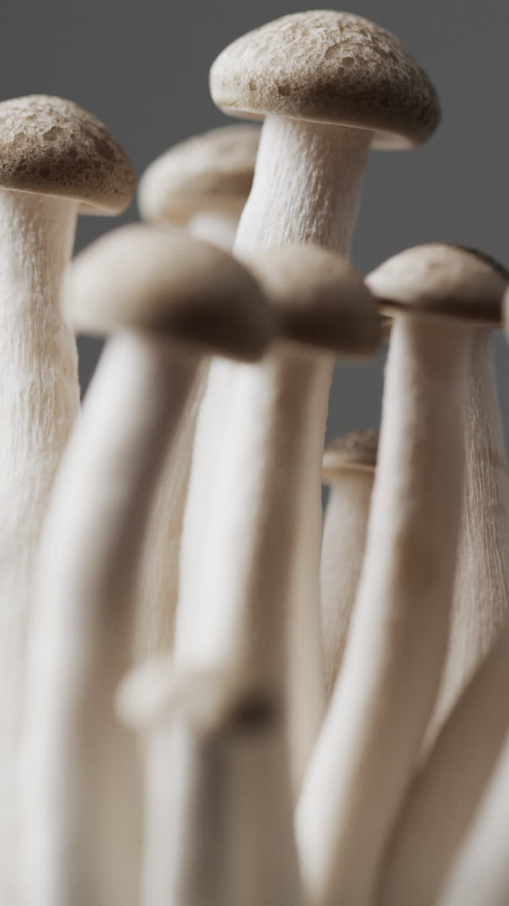 Micro vertical video close up of mushrooms on grey background