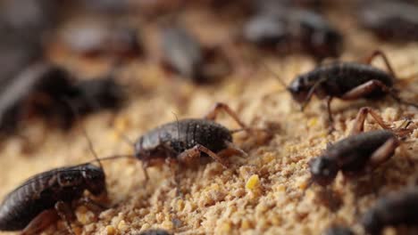 Imágenes-Macro-De-Grillos-Comiendo-Su-Comida-Que-Los-Granjeros-Les-Dan-De-Comer