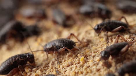 imágenes macro de grillos comiendo su comida que los granjeros les dan de comer