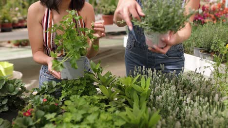 Gardeners choosing aromatic herbs in plant nursery