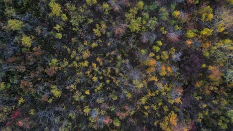 vertical rising drone shot of colourful autumn forest in canadian prairie