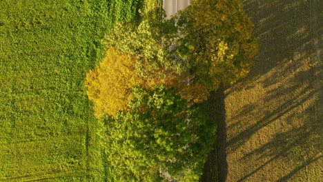 Fly-over-of-country-road-by-fields-bathed-in-golden-sunlight,-Aerial-Top-Down