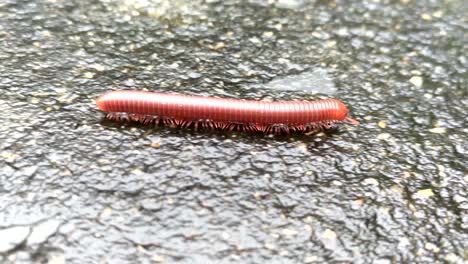 millipedes ,animal