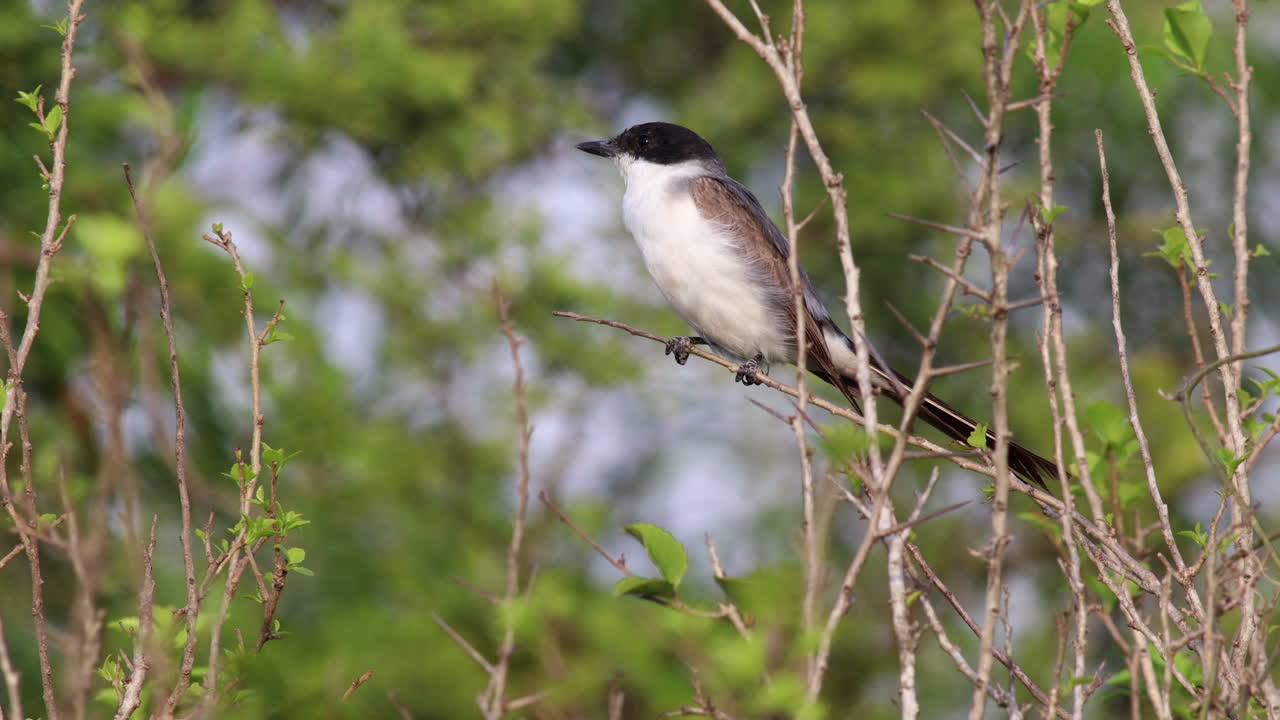 Ash-throated Flycatcher perched on a branch