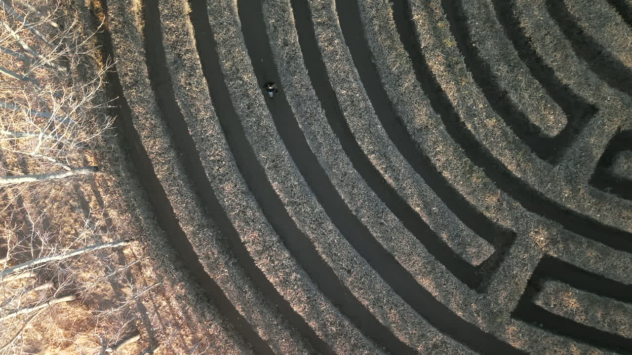 Single woman walks contemplative wandering in curved hedge maze pattern with narrow paths and leafless trees, aerial top down