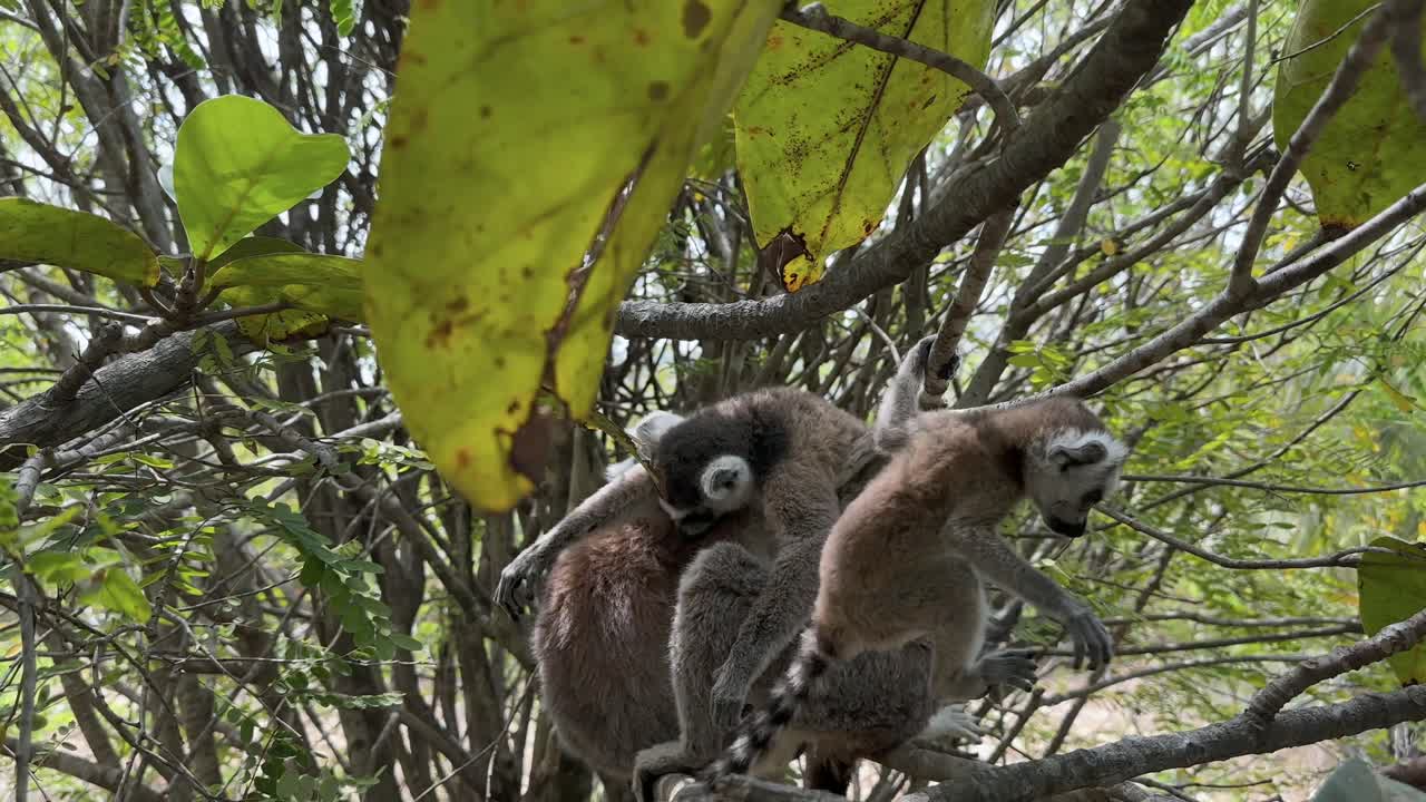 Filhote de lêmure-de-cauda-anelada (Lemur catta) tentando explorar a árvore onde sua família vive, Madagascar