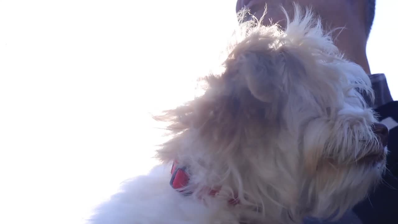 Close up small fluffy white head of dog held by owner, looking at camera, slow motion