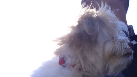 close up small fluffy white head of dog held by owner, looking at camera, slow motion