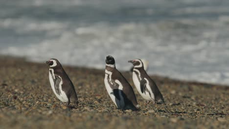 penguin walking up the beach