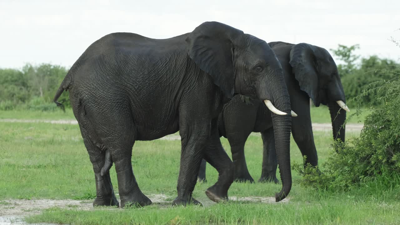 Two African elephant bulls walking off into different directions after an interaction, Savuti Botswana