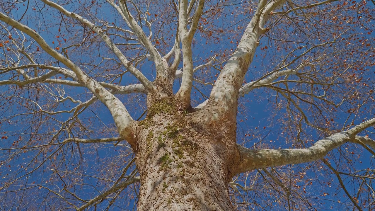Extreme low-angle static shot looking straight up a massive mottled sycamore trunk, white and tan bark with moss patches, bare branches spreading radially against deep blue winter sky.