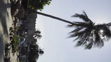 Vertical-video,-single-palm-tree-on-beach