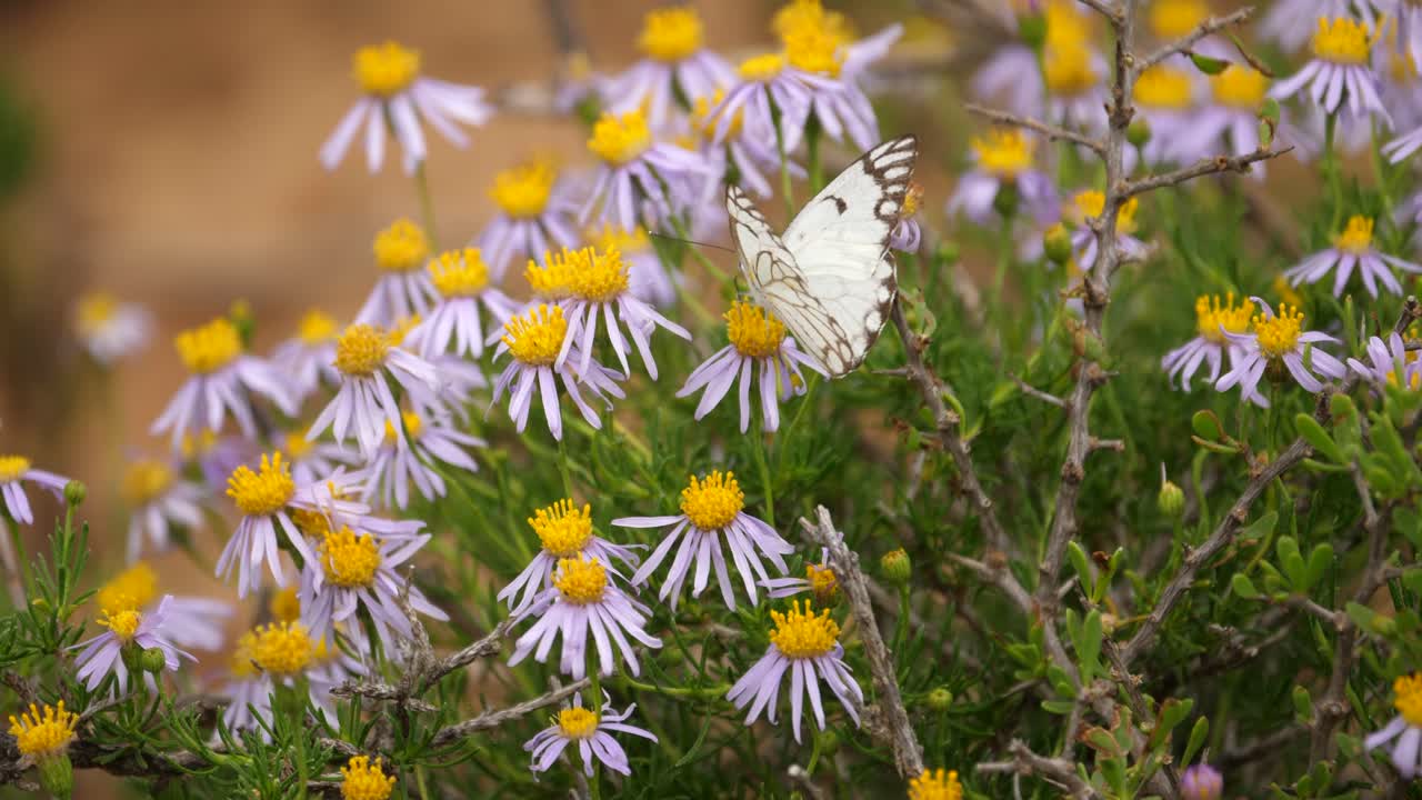 mariposa blanca con vetas marrones revolotea entre margaritas buscando néctar