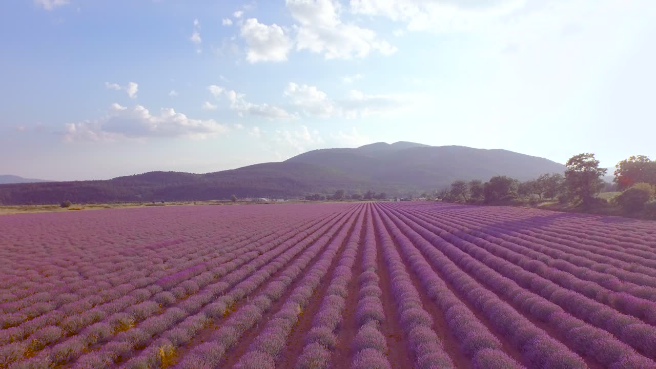 campo de lavanda con vistas a las montañas