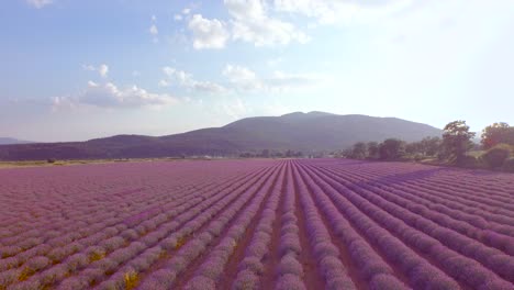 lavender field with mountain view