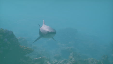 un tiburón nada a través de un arrecife de coral