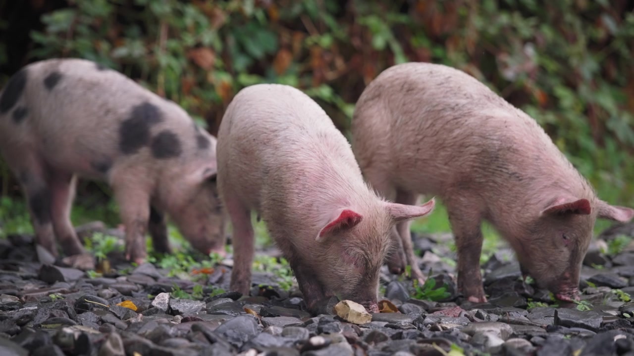 Três leitões comendo do chão
