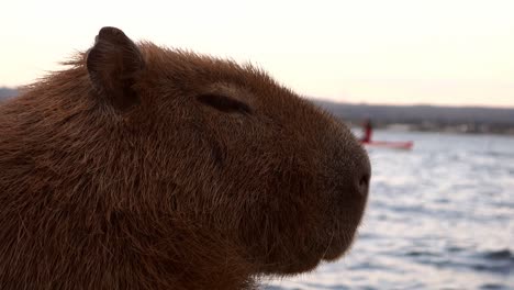 close up of capybara face on the edge of paranoa lake in brasilia, brazil