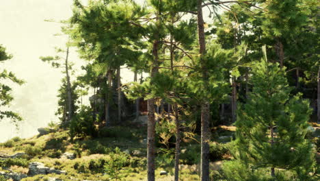 pine trees defying the odds to grow in a pile of rocks