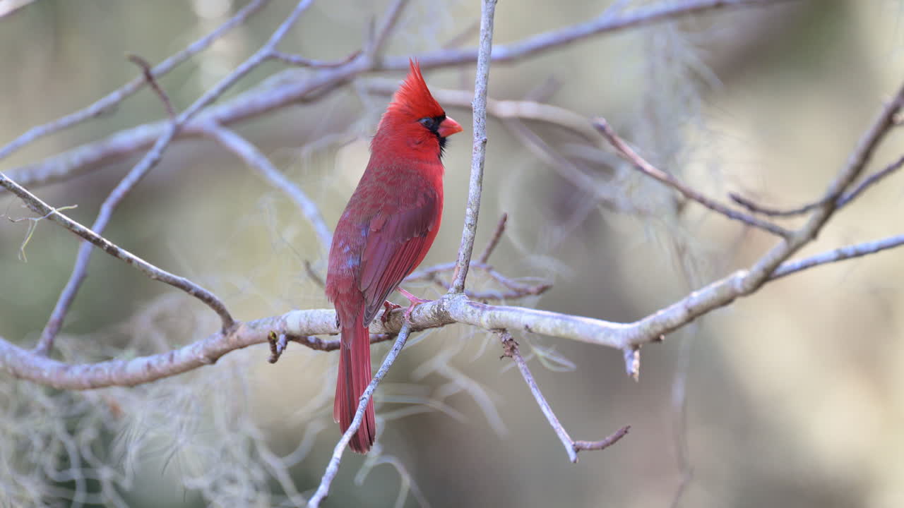 cardenal rojo del norte macho, cantando mientras está encaramado en una ramita, florida