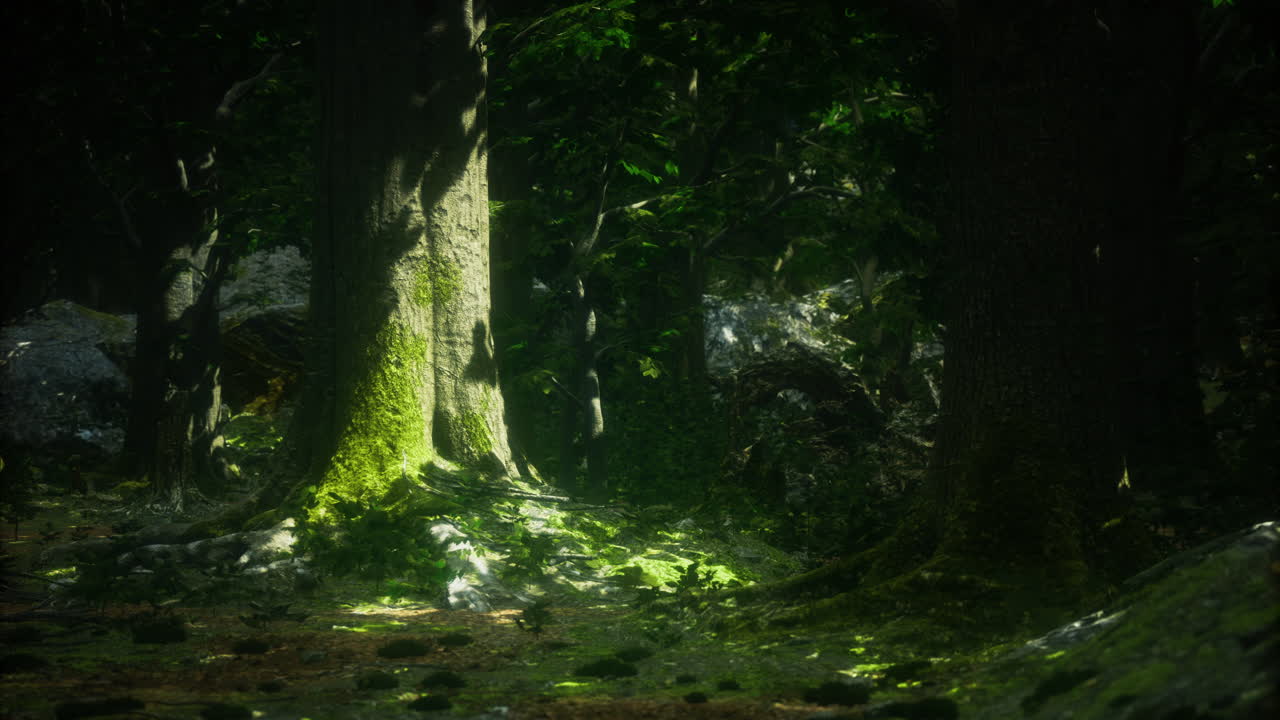 Sunlight illuminating mossy trees in serene forest setting