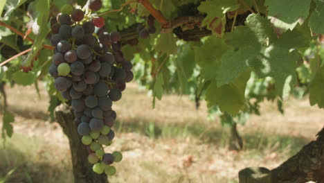 racimo de uva que crece en un viñedo francés, algunas maduras y otras no
