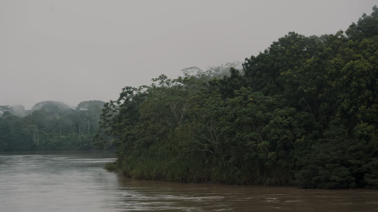 exuberante vegetación que rodea la laguna en la selva amazónica, ecuador - panorámica