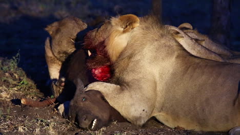 Orgullo-De-Leones-Alimentándose-De-Un-Joven-Búfalo-Africano-Matado-Al-Atardecer-Iluminado-Por-Luz-Puntual,-Gran-Kruger