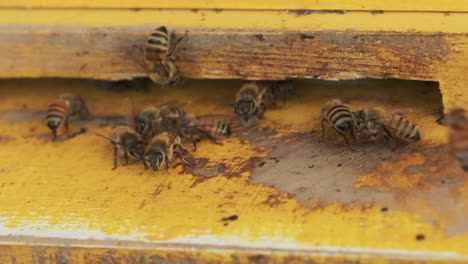 Primer-Plano-De-Las-Abejas-En-La-Caja-De-Abejas