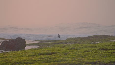 Vogel-Am-Moosigen-Felsenstrand-Mit-Verschwommenen-Meereswellen-Bei-Sonnenaufgang