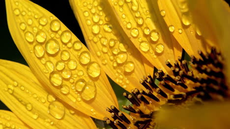 close-up of a sunflower with water droplets