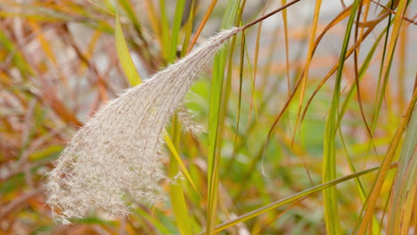 close up of ornamental chinese silver grass at the field