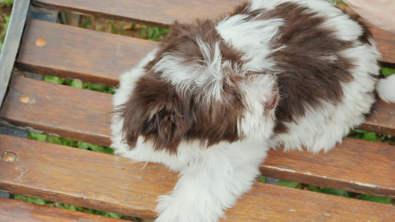 강아지 접종 주사 주기