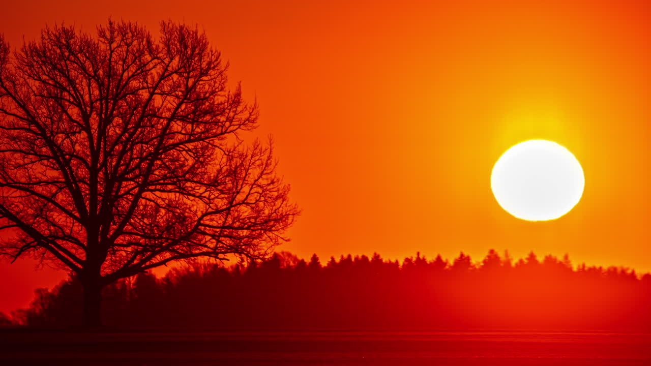 뜨거운 은 대기 속에서 달이 아오르고, 해가 지면 무성한 나무의 실루이 보인다.