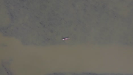 Aerial-Top-Down-View-Of-Lone-Fisherman-On-Traditional-Wooden-Boat-Floating-On-The-Ichamati-River