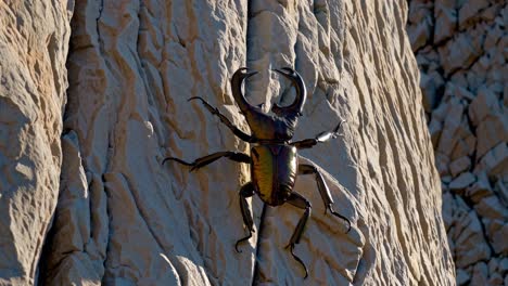 stag beetle on a rock