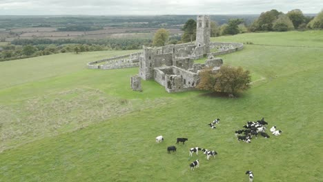 grazing dairy cows near hill of slane historical and religious site in county meath, ireland. aerial drone shot