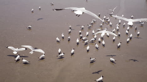 Toma-En-Cámara-Lenta-De-Una-Bandada-De-Gaviotas-De-Cabeza-Negra-Chroicocephalus-Ridibundus,-Vadeando-Las-Turbias-Aguas-De-Bangphu,-Mientras-Algunas-Vuelan,-Ubicadas-En-Samut-Prakan,-En-Tailandia