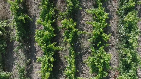Top-Down-Aerial-Drone-Vaucluse-Provence-Vineyards-South-France