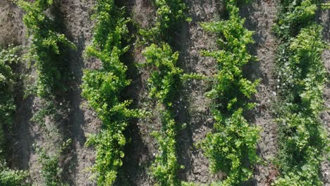 De-Arriba-Hacia-Abajo-Drone-Aéreo-Vaucluse-Provence-Viñedos-Sur-De-Francia