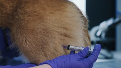 equipo veterinario que administra la vacuna al perro corgi