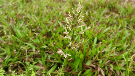 grass-swaying-in-the-wind