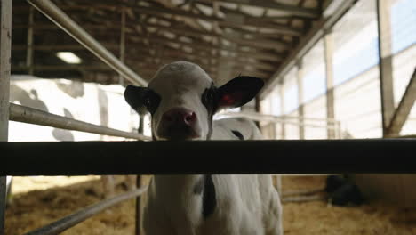 a calf with bright pink nose standing in straw in a stable - slow motion, close up