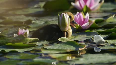 Flores-De-Loto-Y-Nenúfares-En-El-Agua-Del-Lago-Y-Pato-Bebé