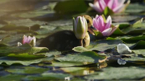 flores de loto y nenúfares en el agua del lago y pato bebé
