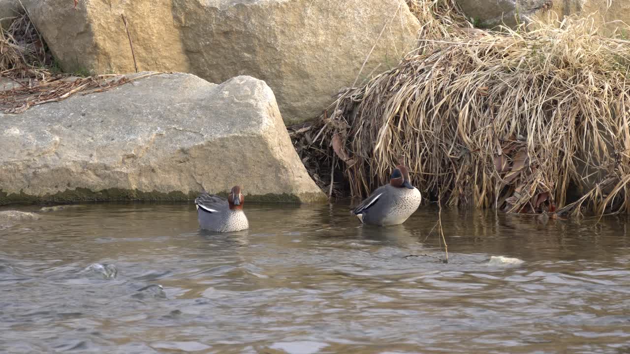 흐르는 물이 있는 연못에서 떠다니고 수영하는 한 쌍의 유라시아 청록색