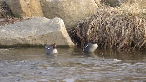 Pair-Of-Eurasian-Teal-Floating-And-Swimming-On-Pond-With-Flowing-Water