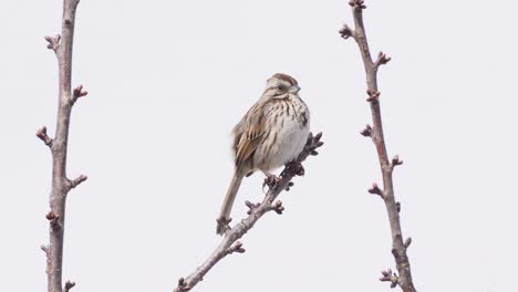 A-song-sparrows-sings-alone-perched-on-a-branch-between-two-twigs