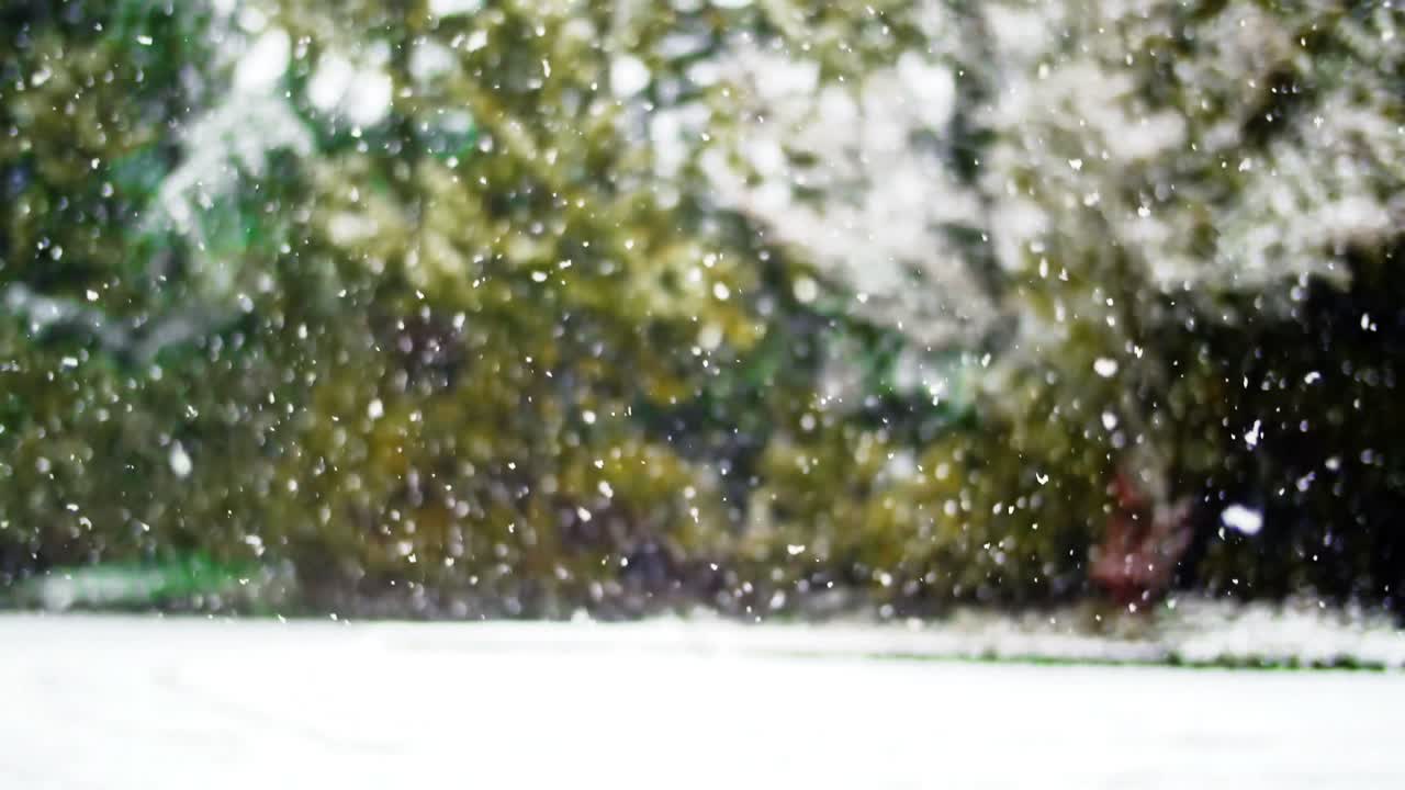 nevada en el bosque verde